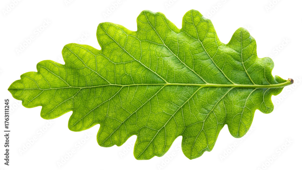 Fototapeta premium maple green leaf on white background