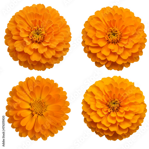 Wallpaper Mural Four Bright Orange Calendula Flowers Beautiful Elegant Blooming Top View Isolated on Transparent Background for Floral Design Elements Torontodigital.ca