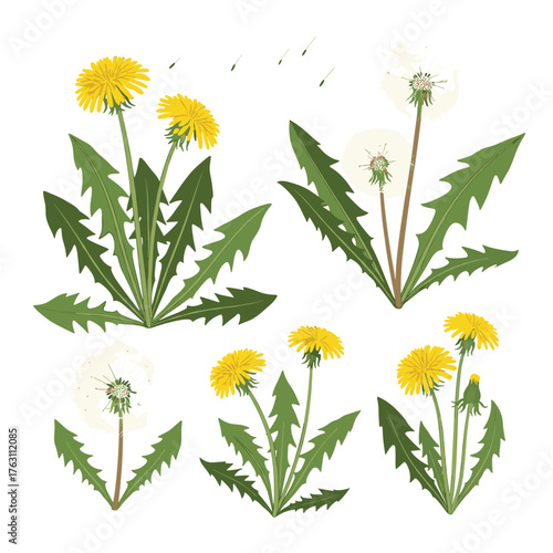 Collection of Dandelion Flowers in Various Stages of Bloom and Seed.