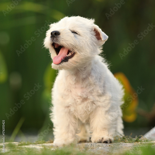 Welsh Highland White terrier