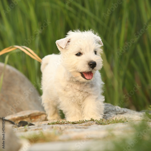 Welsh Highland White terrier