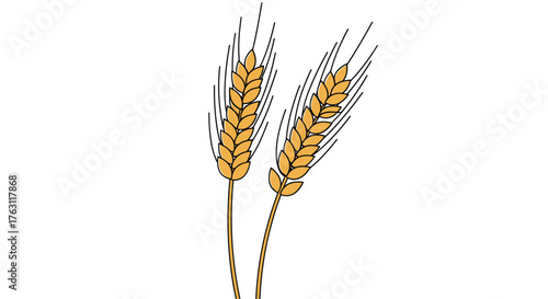 Illustration of two golden wheat stalks with black outlines on a white background image art
