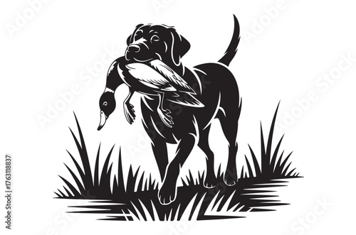 A black labrador retriever proudly carrying a caught duck in its mouth