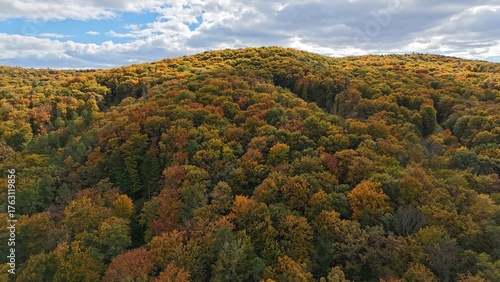Aerial view of colorful autumn forest trees drone shoot season element
