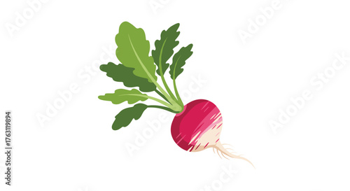 Illustration of a single radish with green leaves on a white background in cartoon style