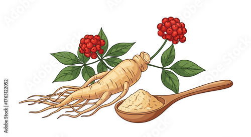 Illustration of ginseng root with leaves berries and powder in a wooden spoon on white