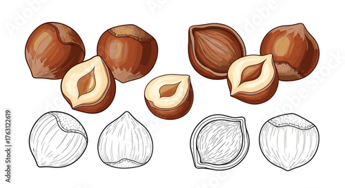 Illustration of hazelnuts in color and black and white with whole and halved nuts on a white background