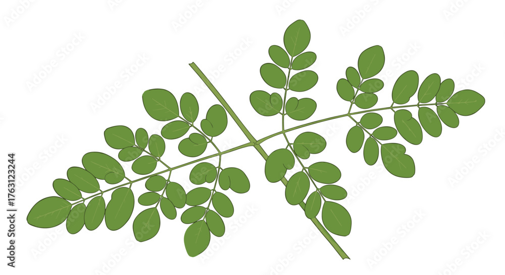 Obraz premium A close up of a moringa branch with several green leaves against a bright white background plain view