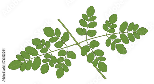 A close up of a moringa branch with several green leaves against a bright white background plain view