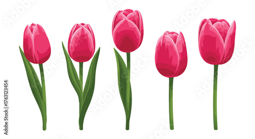 A group of five pink tulips with green stems and leaves isolated on a white background in a row