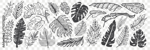 Tropical leaf sketch vector collection