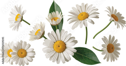 Vibrant high-resolution botanical illustration of white daisy flowers and fresh green leaves, a delightful collection for spring and summer designs, symbolizing purity and natural beauty