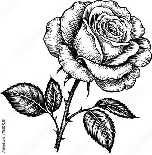 A black and white illustrative design featuring a detailed blooming rose, perfect as an elegant floral graphic element or decorative emblem for timeless botanical art