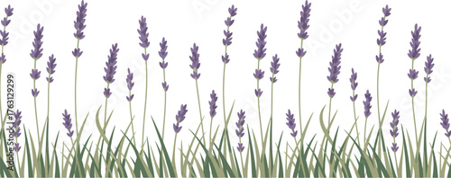A beautiful graphic design showing an illustration of a lavender field border, a creative floral element for wellness and nature themes