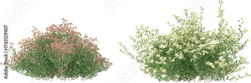Two 3D renders of green bushes with red and white flowers, isolated on a white background