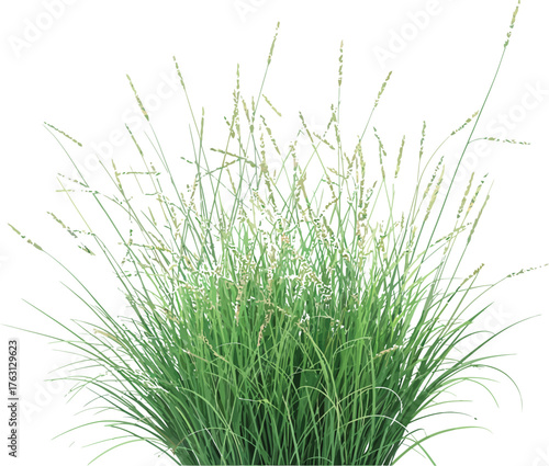 Green Grass Bush A Vibrant, High-Resolution Photograph of Decorative Ornamental Grass