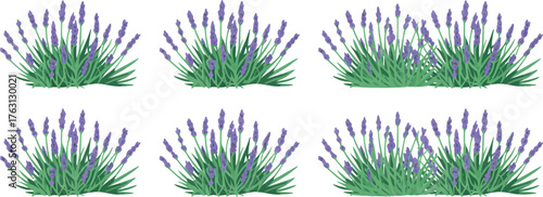Illustration of six different lavender plants in a white background