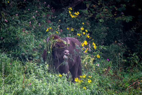 European Bison - Bison bonasus, large European even-toed ungulate native to North and East European forests and woodlands, Poland.