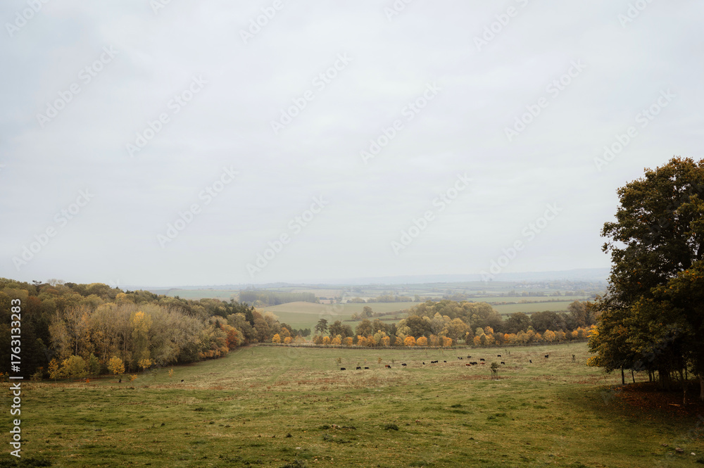 Fototapeta premium Scenic autumn view of a vast countryside featuring hills, grazing animal and a moody sky, showcasing natural beauty and tranquility.