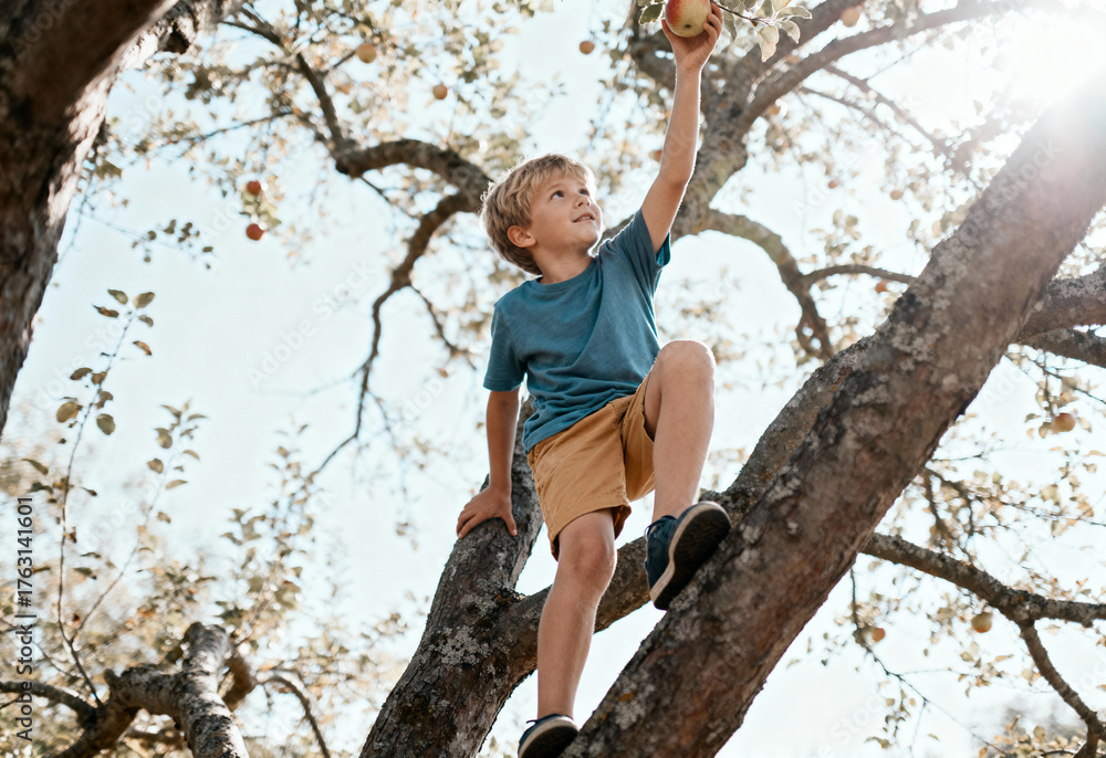 Fototapeta premium Young boy climbing a tree to pick ripe apple on a sunny day in an orchard surrounded by blooming branches
