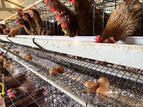 A brown laying hen is pictured inside a battery cage, representing the stark reality of commercial farming and industrial agriculture in modern egg production.