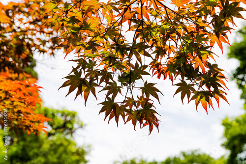 plants and nature in the Kyoto Botanical gardens