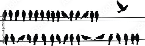 Silhouette birds perched on power lines, flock of birds in nature, minimal wildlife photography, abstract pattern, flying bird, symmetry, contrast