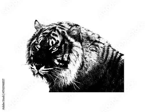 tiger head vector