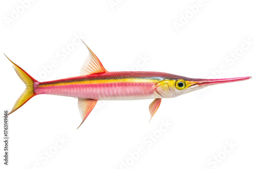 Colorful needlefish isolated on transparent background, a tropical marine predator