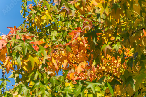 A close view of multicolored sweetgum leaves Liquidambar styraciflua in sunlight, showing transitions from green to orange and red. The vibrant tones contrast with the blue sky.