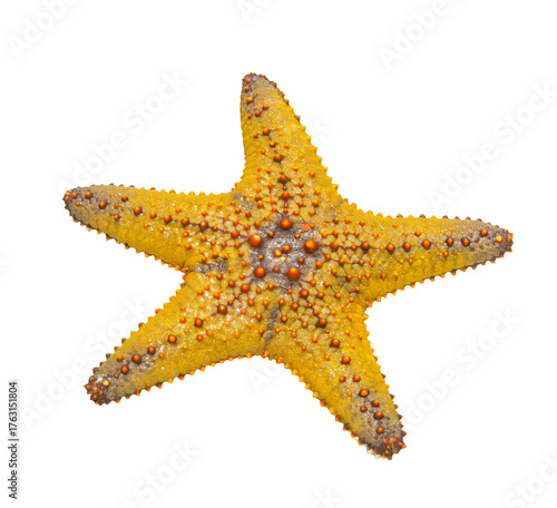 Yellow starfish isolated on transparent background