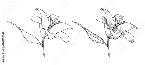 Hand drawn lily flower sketch isolated on white background