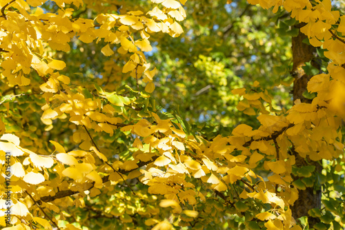 Ginkgo tree Ginkgo biloba branches covered with yellow leaves glow in sunlight. The play of light and shadow adds depth to the autumn scene.