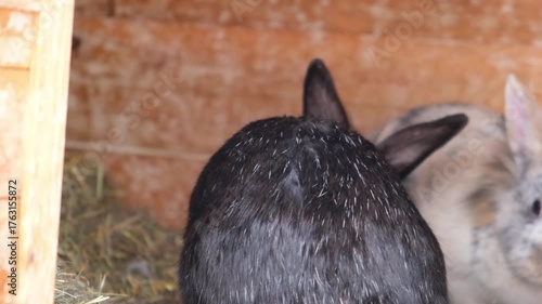 Two rabbits, one black and one speckled, sitting close together in their cage.