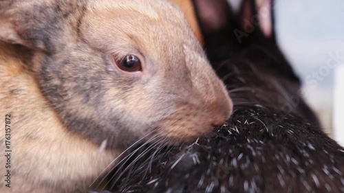 Close-up of a speckled rabbit grooming a black rabbit in their enclosure.