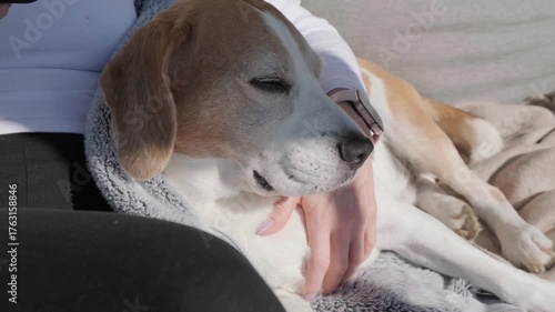 A happy Beagle dog is comfortably resting on a person's lap and being petted in the car on a sunny day.