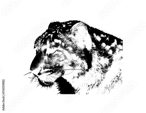 head of a tiger