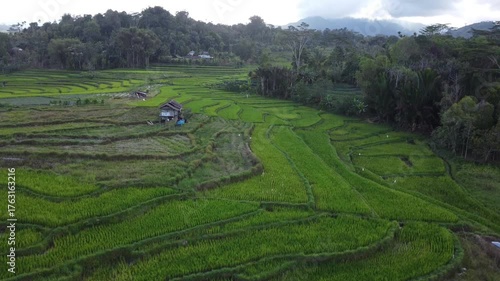 Drone Footage of Green Rice Terraces in Mountainous Countryside