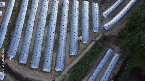 Aerial Drone View of Mulched Vegetable Beds in Farmland