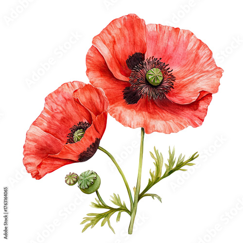 Two vibrant red poppies with delicate green leaves and buds isolated on transparent background