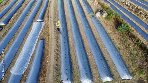 Aerial Drone View of Mulched Vegetable Beds in Farmland