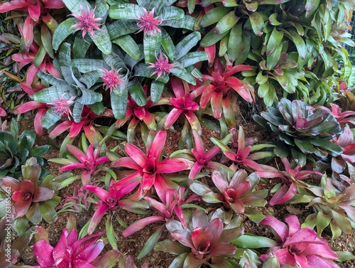 Colorful rosettes of neoregelia bromeliad growing vertically on a tree