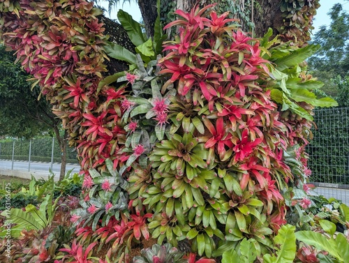 Colorful rosettes of neoregelia bromeliad growing vertically on a tree