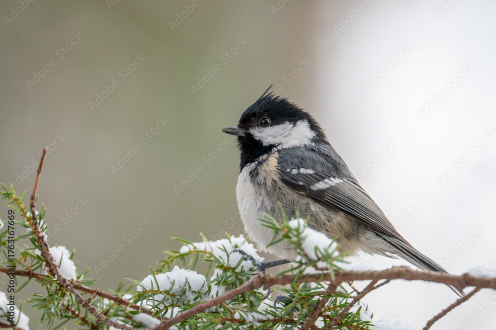 Obraz premium A coal tit (Periparus ater) resting on a snow covered branch in winter. The small songbird shows its distinctive black and white plumage and delicate features against a soft, natural background.