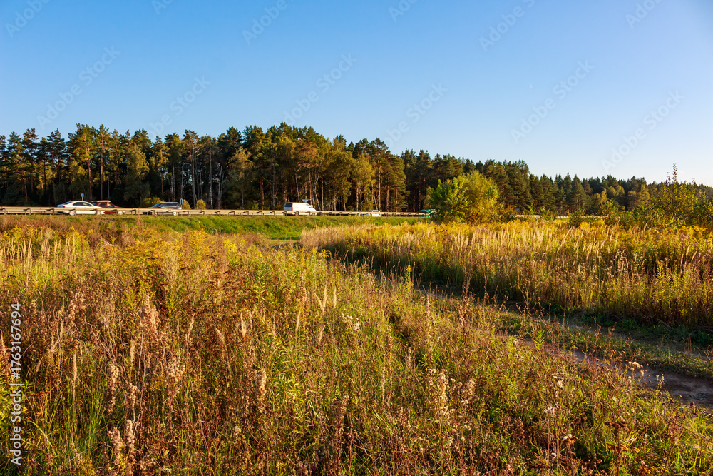 Obraz premium Lush meadow of tall grasses right next to a bustling highway, cars whizzing by a forest line. Nature's calm meets urban commute