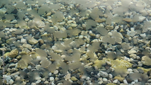 Foto Transparent Adriatic Sea Water Full of Small Jellyfish with Pebbles on the Seabe