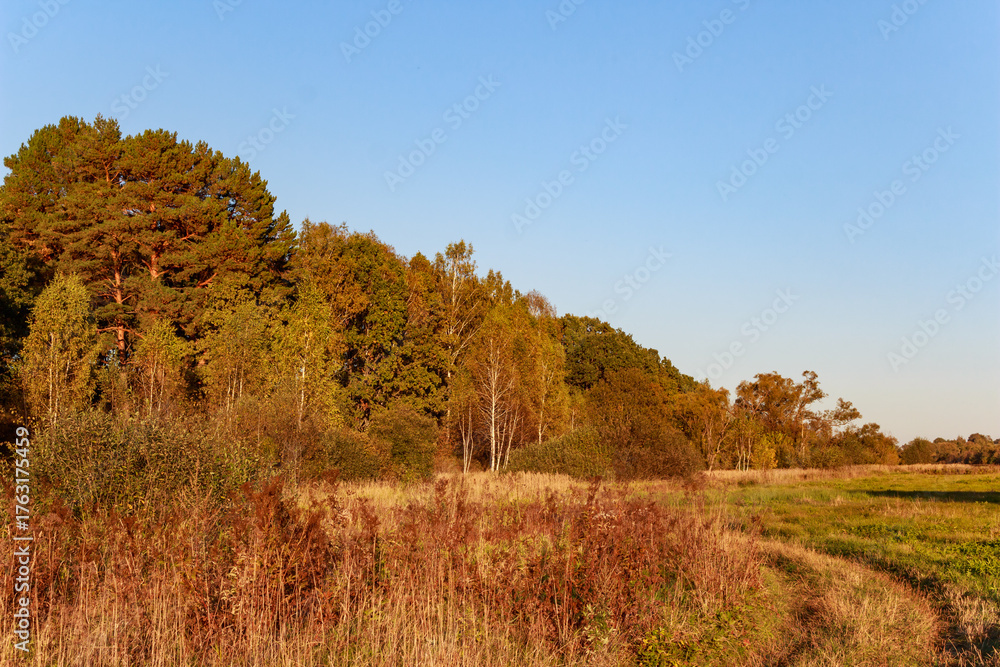 Fototapeta premium Golden autumn forest with grand pines and birches edges a sun-drenched field of dry grass. Clear sky above, a tranquil natural vista