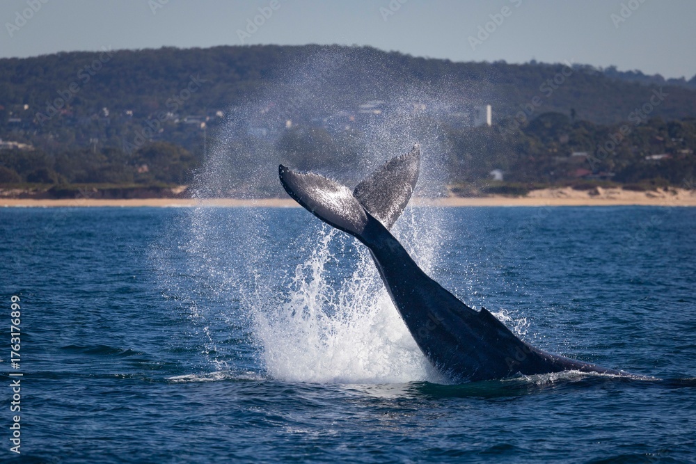 Fototapeta premium Humpback whale performs a peduncle or tail throw off the Norther beaches of Sydney, Australia