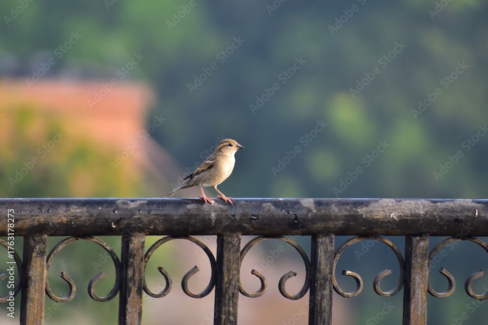 Εκτύπωση καμβά Common Sparrow Perched on Metal Pole in Outdoor Terrace Setting – Wildlife Bird