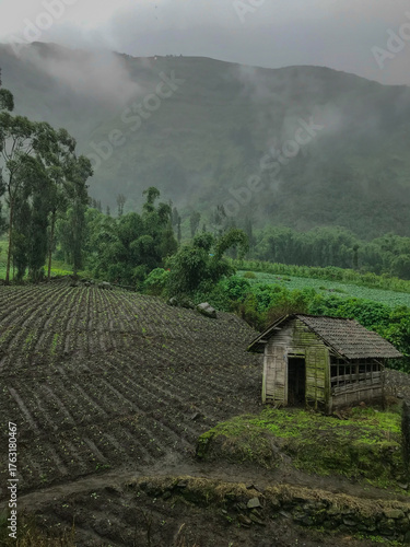 Foggy highland scenery of Bromo with vibrant green farmland in the afternoon. 
